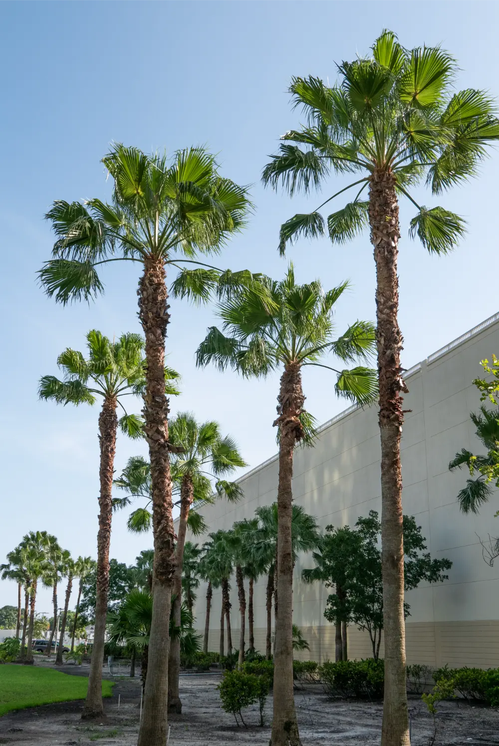 Plantación de palmeras Washingtonia Plantium